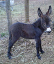 Donkeys/Choco1.JPG