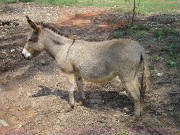 Donkeys/LindseyJo1.JPG