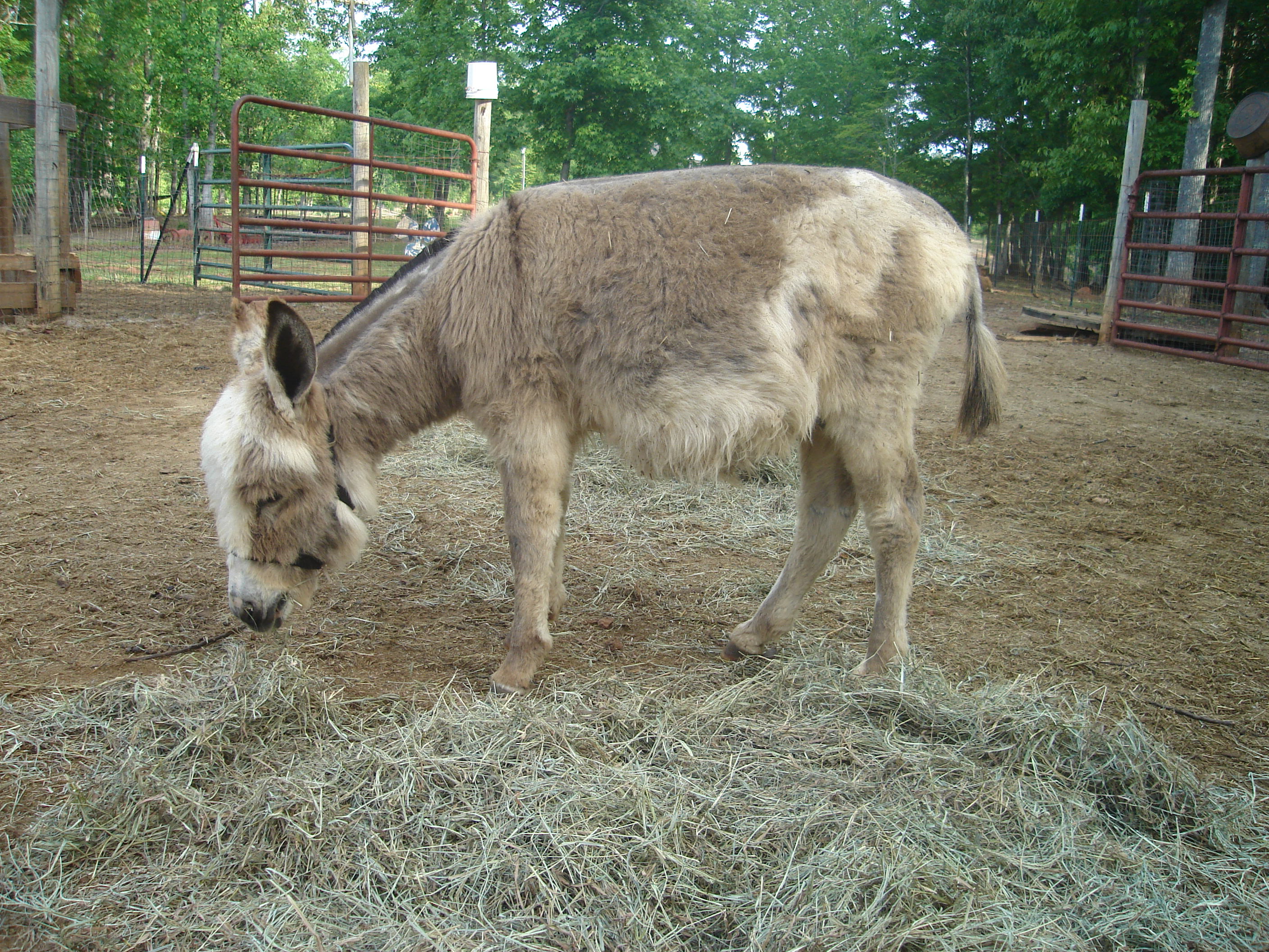Donkeys/BettorU.jpg